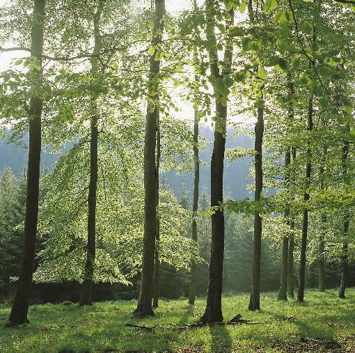 Image: The search for the right veneer tree is often like the proverbi-al search for a needle in a haystack. Photos: IFN